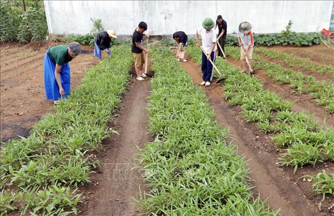 Trong ảnh: Chăm sóc rau xanh – một hình thức lao động trị liệu cho các học viên cai nghiện tại Trung tâm. Ảnh: Anh Tuấn – TTXVN