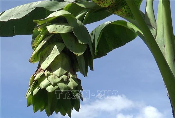Trong ảnh: Hoa chuối Cô đơn. Ảnh: Nguyễn Thành – TTXVN