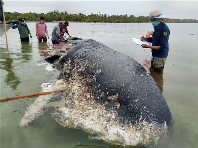 Trong ảnh: Con cá voi trong dạ dày chứa tới 6 kg rác thải nhựa chết trôi dạt vào bờ biển tại khu bảo tồn Wakatobi thuộc tỉnh Sulawesi, Đông Nam Indonesia, ngày 20/11/2018. Ảnh: AFP/TTXVN phát