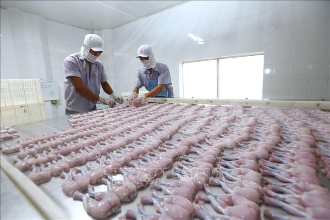 Trong ảnh: Dây chuyền đóng gói và sản xuất ếch xuất khẩu sang Mỹ tại công ty. Ảnh: Danh Lam – TTXVN