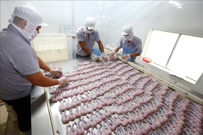 Trong ảnh: Dây chuyền đóng gói và sản xuất ếch xuất khẩu sang Mỹ tại công ty. Ảnh: Danh Lam – TTXVN
