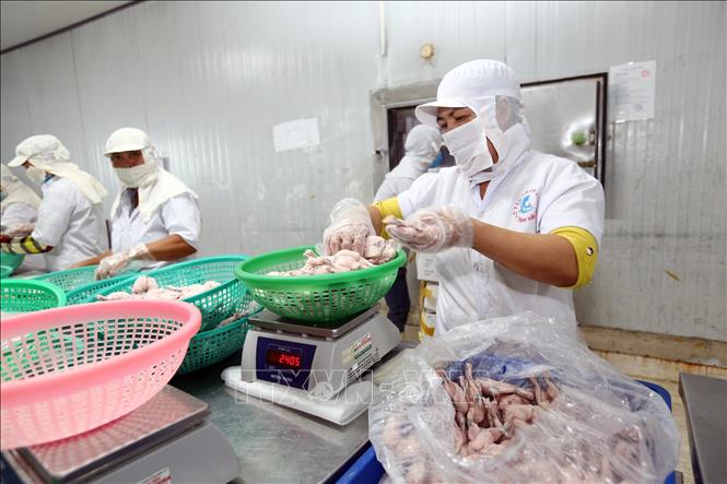Trong ảnh: Dây chuyền đóng gói và sản xuất ếch xuất khẩu sang Mỹ tại công ty. Ảnh: Danh Lam – TTXVN