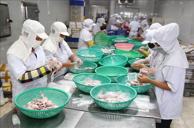 Trong ảnh: Dây chuyền đóng gói và sản xuất ếch xuất khẩu sang Mỹ tại công ty. Ảnh: Danh Lam – TTXVN
