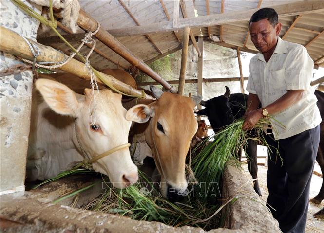 Vận dụng sáng tạo tư tưởng của Chủ tịch Hồ Chí Minh về thi đua yêu nước, trong thời kỳ đổi mới, nhiều phong trào đã, đang thực hiện thực chất và phát huy hiệu quả, trong đó có phong trào Cả nước chung tay vì người nghèo, không để ai bị bỏ lại phía sau. Đến cuối năm 2017, tỷ lệ hộ nghèo bình quân cả nước giảm còn khoảng 6,72%. Trong ảnh: Nhờ vốn vay Chương trình hộ nghèo, gia đình ông Kim Lai, dân tộc Khmer, ở xã Tập Sơn, huyện Trà Cú, tỉnh Trà Vinh có điều kiện đầu tư nuôi bò sinh sản, từng bước vươn lên thoát nghèo. Ảnh: Trần Việt – TTXVN