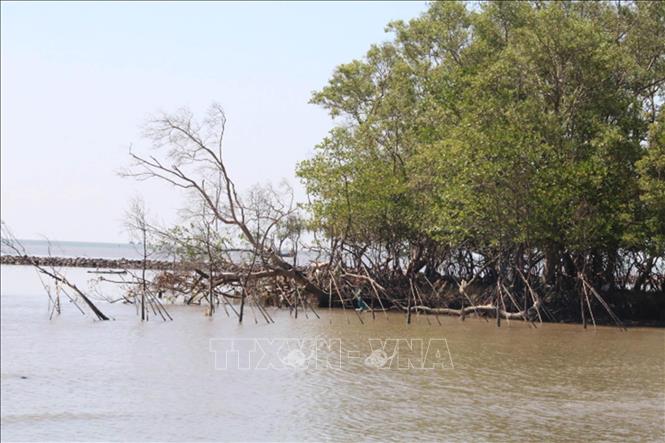 Trong ảnh: Tình trạng xâm thực bờ biển Tân Điền (Gò Công Đông, Tiền Giang). Ảnh: Minh Trí - TTXVN