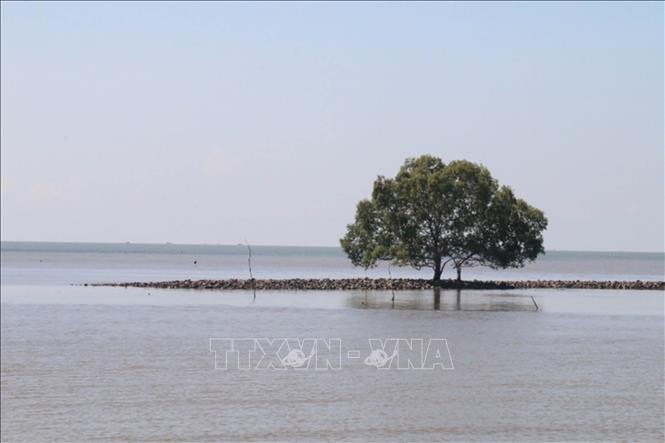 Trong ảnh: Tình trạng xâm thực bờ biển Tân Điền (Gò Công Đông, Tiền Giang). Ảnh: Minh Trí - TTXVN