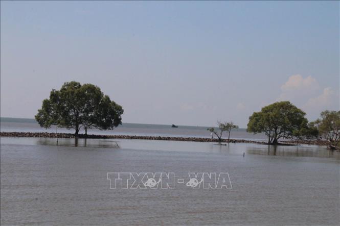 Trong ảnh: Tình trạng xâm thực bờ biển Tân Điền (Gò Công Đông). Ảnh: Minh Trí - TTXVN