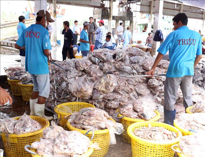 Trong ảnh: Ngư dân vận chuyển thủy hải sản đánh bắt được mang đi tiêu thụ tại cảng cá Tắc Cậu. Ảnh: Vũ Sinh - TTXVN