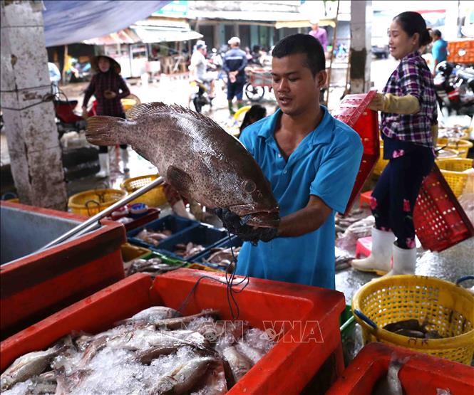 Trong ảnh: Cá mú biển là loài có giá trị kinh tế cao. Ảnh: Vũ Sinh - TTXVN