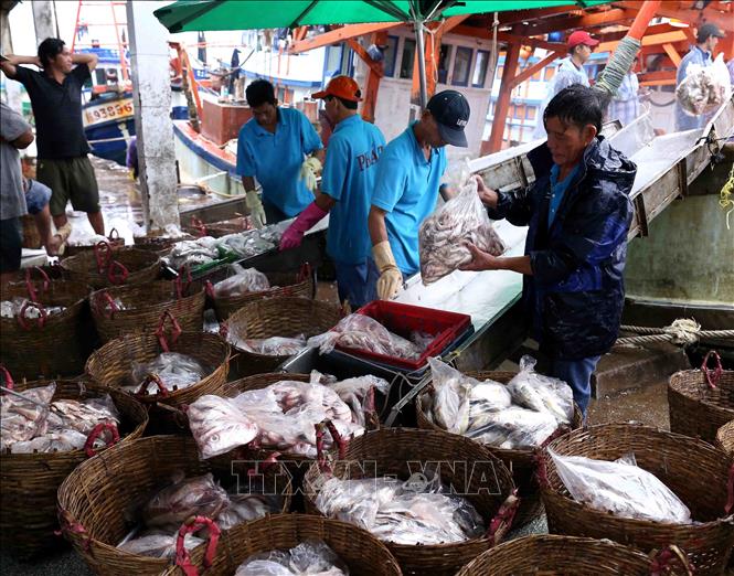 Trong ảnh: Ngư dân vận chuyển thủy hải sản đánh bắt được mang đi tiêu thụ tại cảng cá Tắc Cậu. Ảnh: Vũ Sinh - TTXVN