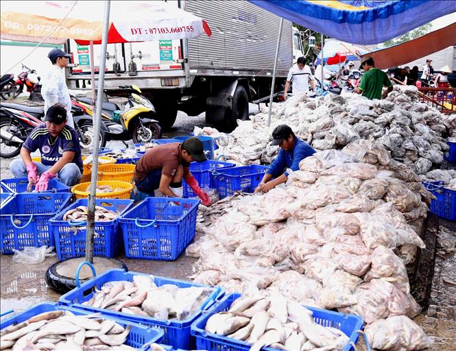 Trong ảnh: Tiểu thương phân loại thủy hải sản tại cảng cá Tắc Cậu. Ảnh: Vũ Sinh - TTXVN