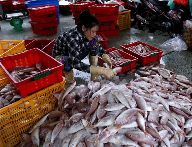 Trong ảnh: Tiểu thương phân loại thủy hải sản tại cảng cá Tắc Cậu. Ảnh: Vũ Sinh - TTXVN