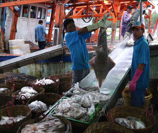 Trong ảnh: Ngư dân vận chuyển thủy hải sản đánh bắt được mang đi tiêu thụ tại cảng cá Tắc Cậu. Ảnh: Vũ Sinh - TTXVN