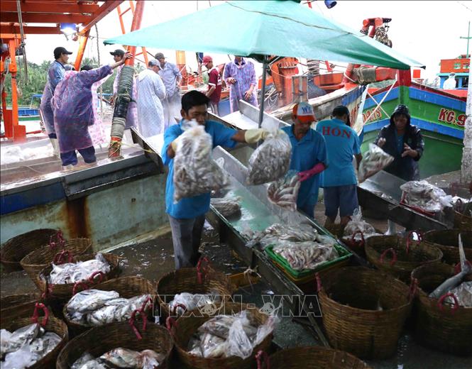 Trong ảnh: Ngư dân vận chuyển thủy hải sản đánh bắt được mang đi tiêu thụ tại cảng cá Tắc Cậu. Ảnh: Vũ Sinh - TTXVN