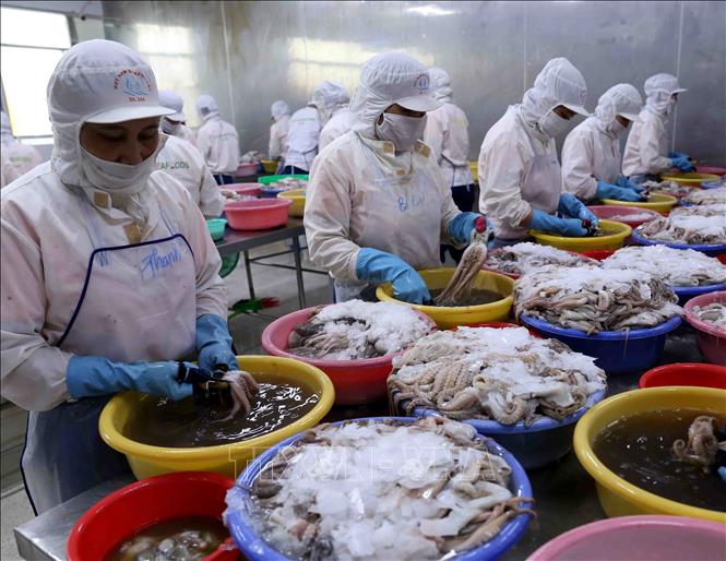 Trong ảnh: Chế biến sản phẩm cá mực xuất khẩu tại nhà máy của Công ty TNHH Huy Nam. Ảnh: Vũ Sinh - TTXVN