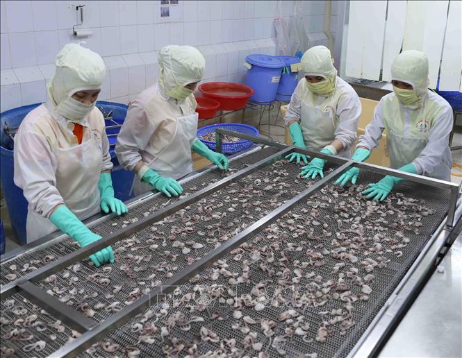 Trong ảnh: Chế biến sản phẩm cá mực xuất khẩu tại nhà máy của Công ty TNHH Huy Nam. Ảnh: Vũ Sinh - TTXVN