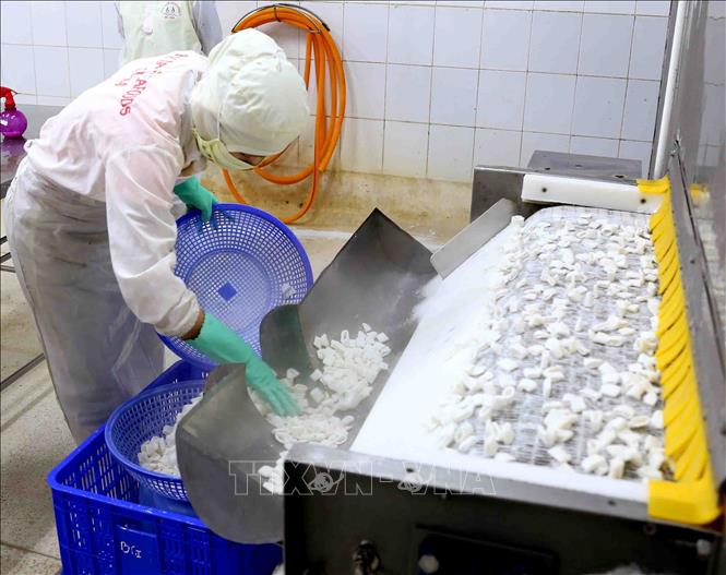 Trong ảnh: Cấp đông sản phẩm cá mực xuất khẩu tại nhà máy của Công ty TNHH Huy Nam. Ảnh: Vũ Sinh - TTXVN