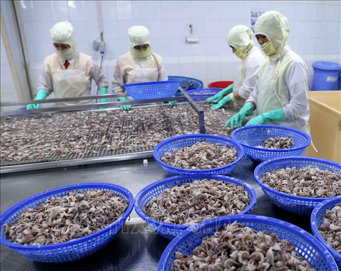 Trong ảnh: Chế biến sản phẩm cá mực xuất khẩu tại nhà máy của Công ty TNHH Huy Nam. Ảnh: Vũ Sinh - TTXVN