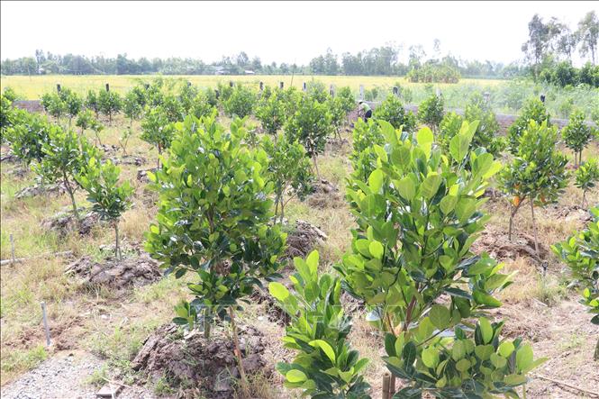 Thu nhập ổn định từ đa canh  Binh Phuoc Tin tuc Binh Phuoc Tin mới tỉnh  Bình Phước
