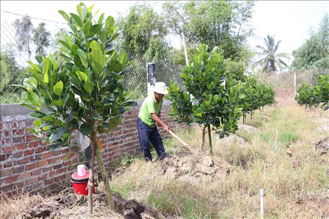 Trong ảnh: Anh Nguyễn Văn Tám, xã Mỹ An, huyện Tháp Mười chăm sóc vườn mít Thái. Ảnh: Nguyễn Văn Trí - TTXVN