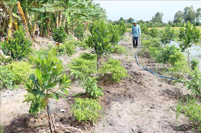 Trong ảnh: Nông dân xã Mỹ An, huyện Tháp Mười chuyển 100 ha sản xuất lúa kém hiệu quả sang trồng mít Thái. Ảnh: Nguyễn Văn Trí - TTXVN