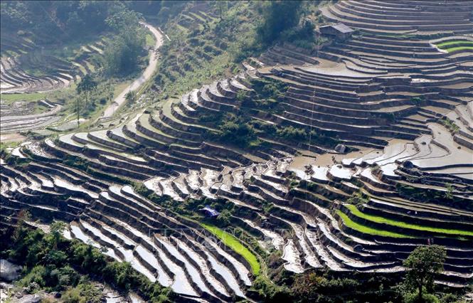 Photo: Colourful terraced rice fields in Vang Ma Chai commune, Phong Tho district, Lai Chau province in rainy season. VNA Photo: Quý Trung 