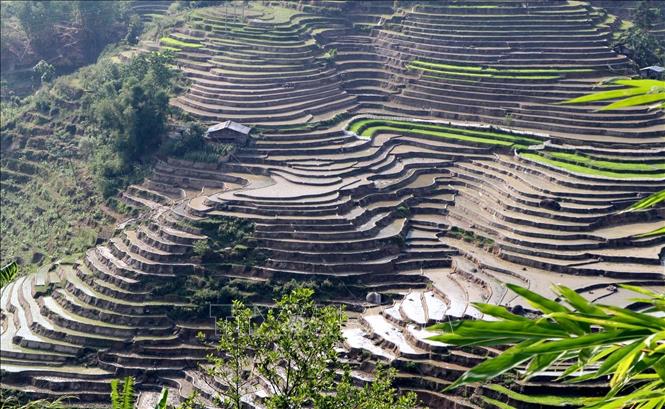 Photo: Colourful terraced rice fields in Vang Ma Chai commune, Phong Tho district, Lai Chau province in rainy season. VNA Photo: Quý Trung