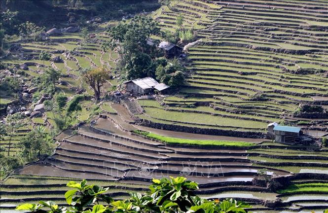 Photo: Green terraced rice fields in Vang Ma Chai commune, Phong Tho district, Lai Chau province in rainy season. VNA Photo: Quý Trung