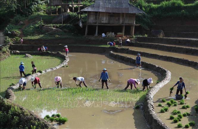 Photo: Farmers plant new rice crop on natural water-filled fields at Tả Lèng commune, Tam Đường district of Lai Chau province. VNA Photo: Quý Trung
