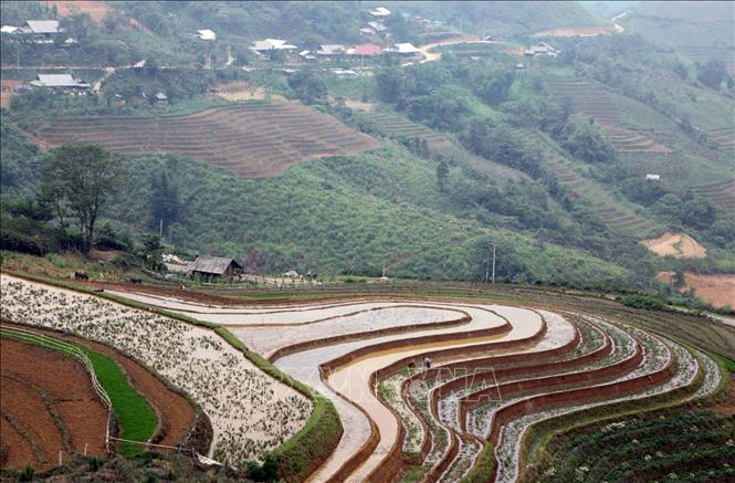 Photo: Terraced rice fields on mountains of San Bay village, Sin Suoi Ho commune, Phong Tho district of Lai Chau province. VNA Photo: Quý Trung