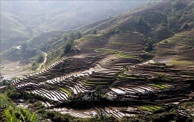Photo: Colourful terraced rice fields in Vang Ma Chai commune, Phong Tho district, Lai Chau province in rainy season. VNA Photo: Quý Trung