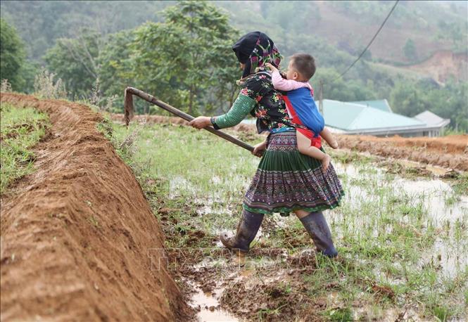 Photo: A woman carries her baby while working on the field at Ho Mit commune, Tan Uyen district, Lai Chau province. VNA Photo: Quý Trung