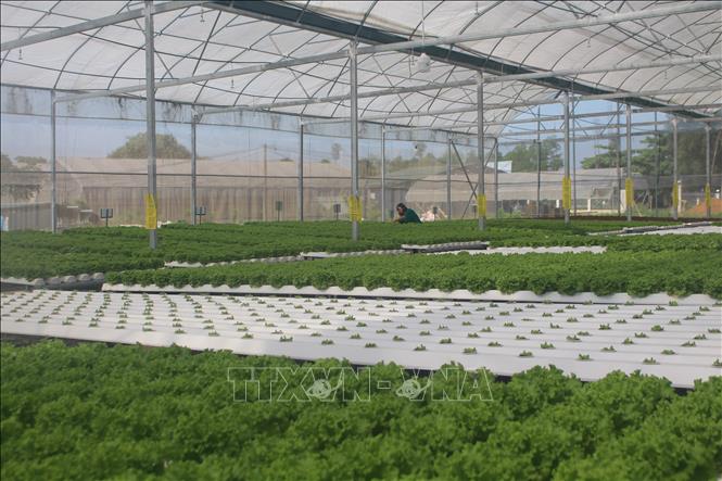 Trong ảnh: Một góc trang trại rau thủy canh của chị Hoàng Thị Thơ (thôn Hiệp Khởi, xã Đông Tiến, huyện Đông Sơn). Ảnh: Hoa Mai - TTXVN 