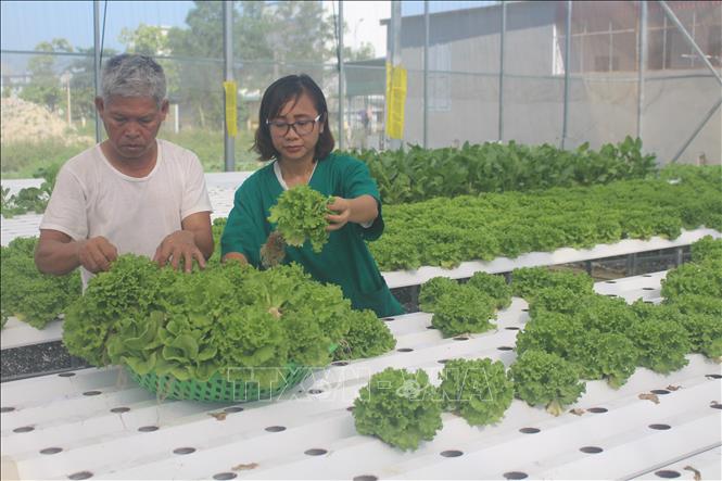 Trong ảnh: Với 1.000 m2 nhà lưới, hiện tại, trang trại của chị Hoàng Thị Thơ (thôn Hiệp Khởi, xã Đông Tiến, huyện Đông Sơn) đã cung ứng cho thị trường từ 50-60 kg rau sạch mỗi ngày. Ảnh: Hoa Mai - TTXVN 