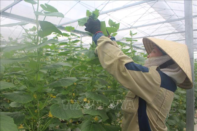 Trong ảnh: Chăm sóc dưa baby tại trang trại rau thủy canh Queen Farm (Thanh Hóa). Ảnh: Hoa Mai - TTXVN 