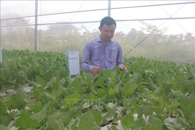Trong ảnh: Trang trại rau thủy canh Queen Farm của anh Trần Văn Tân, thôn Dục Tú, xã Quảng Tân, huyện Quảng Xương (Thanh Hóa). Ảnh: Hoa Mai - TTXVN 