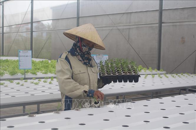 Trong ảnh: Hạt giống được gieo khoảng 5 - 8 ngày cho nảy mầm, sau đó đưa lên giàn thủy canh khoảng 20-25 ngày sẽ cho thu hoạch. Ảnh: Hoa Mai - TTXVN
