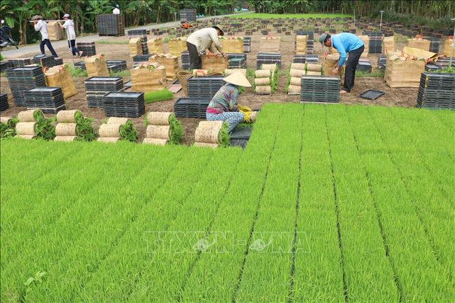 Trong ảnh: Gieo mạ trong khay của bà con ở xã Mỹ Quí, huyện Tháp Mười (Đồng Tháp). Ảnh: Nguyễn Văn Trí – TTXVN