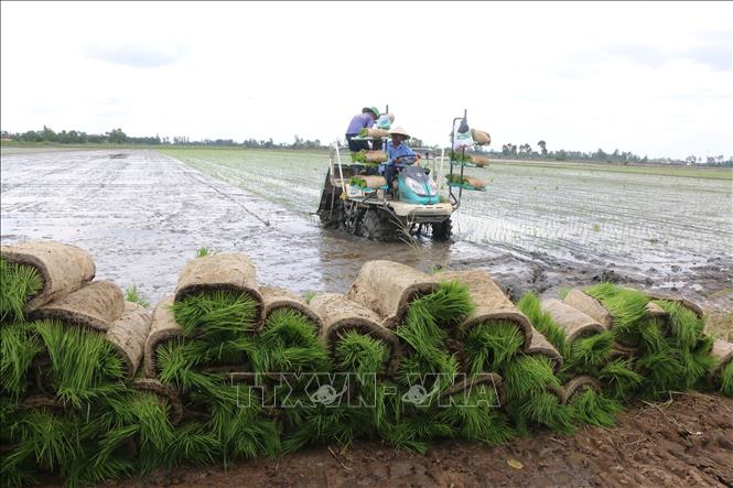 Trong ảnh: Cấy lúa tại cánh đồng xã Mỹ Đông, huyện Tháp Mười (Đồng Tháp). Ảnh: Nguyễn Văn Trí – TTXVN
