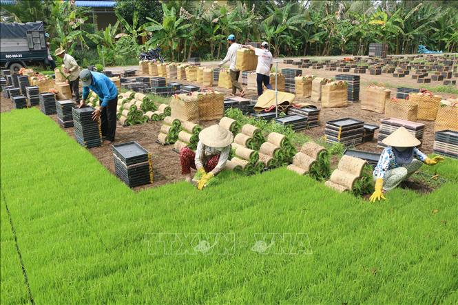 Trong ảnh: Gieo mạ trong khay ở xã Mỹ Quí, huyện Tháp Mười (Đồng Tháp). Ảnh: Nguyễn Văn Trí – TTXVN