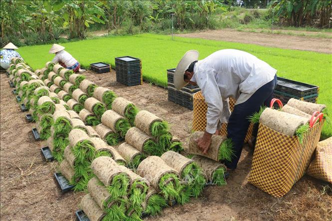 Trong ảnh: Gieo mạ trong khay ở xã Mỹ Quí, huyện Tháp Mười (Đồng Tháp). Ảnh: Nguyễn Văn Trí – TTXVN