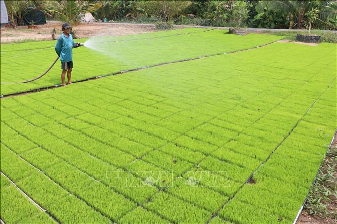 Trong ảnh: Gieo mạ trong khay ở xã Mỹ Đông, huyện Tháp Mười (Đồng Tháp). Ảnh: Nguyễn Văn Trí – TTXVN