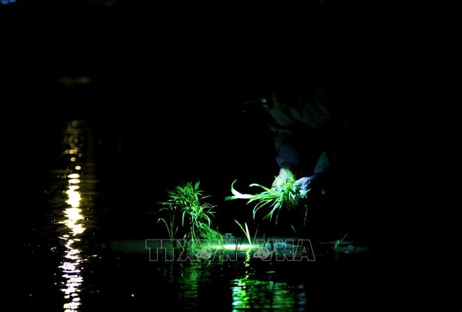 Trong ảnh: Nhiều nông dân huyện Tiên Lữ, Hưng Yên phải đeo đèn pin đi cấy từ 3h sáng trước khi mặt trời lên cao. Ảnh: Phạm Kiên - TTXVN