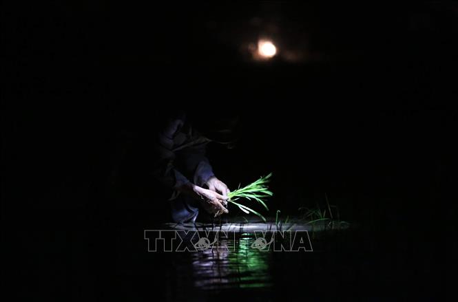 Trong ảnh: Nhiều nông dân huyện Tiên Lữ, Hưng Yên phải đeo đèn pin đi cấy từ 3h sáng trước khi mặt trời lên cao. Ảnh: Phạm Kiên - TTXVN