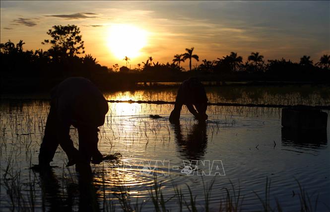 Trong ảnh: Do ban ngày nắng nóng, nông dân huyện Tiên Lữ phải tranh thủ cấy lúc 3h sáng trước khi mặt trời lên cao. Ảnh: Phạm Kiên – TTXVN