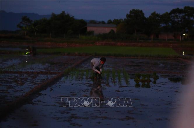 Trong ảnh: Do ban ngày nắng nóng, nông dân huyện Tiên Lữ phải đi cấy từ lúc 3h sáng trước khi mặt trời lên cao. Ảnh: Phạm Kiên – TTXVN