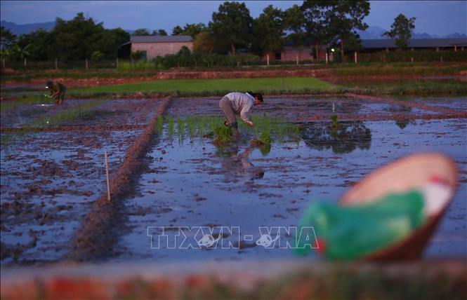 Trong ảnh: Do ban ngày nắng nóng, nông dân huyện Tiên Lữ phải đi cấy từ lúc 3h sáng trước khi mặt trời lên cao. Ảnh: Phạm Kiên – TTXVN