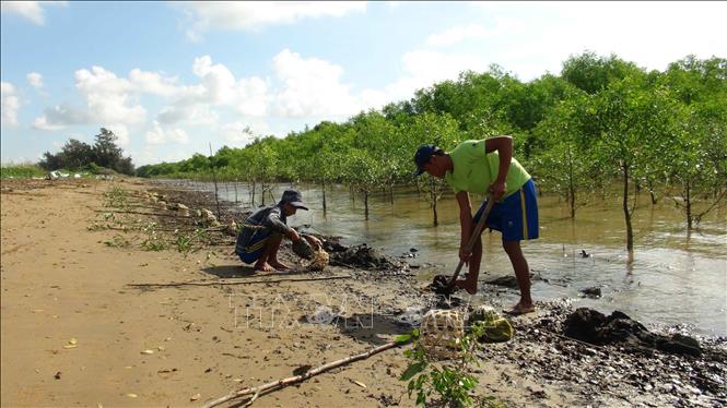 Trong ảnh: Người dân xã Mỹ Long Nam, huyện Cầu Ngang, tỉnh Trà Vinh trồng rừng. Ảnh: Thanh Hòa- TTXVN