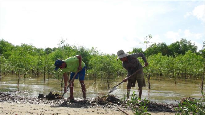 Trong ảnh: Người dân xã Mỹ Long Nam, huyện Cầu Ngang, tỉnh Trà Vinh trồng rừng. Ảnh: Thanh Hòa- TTXVN