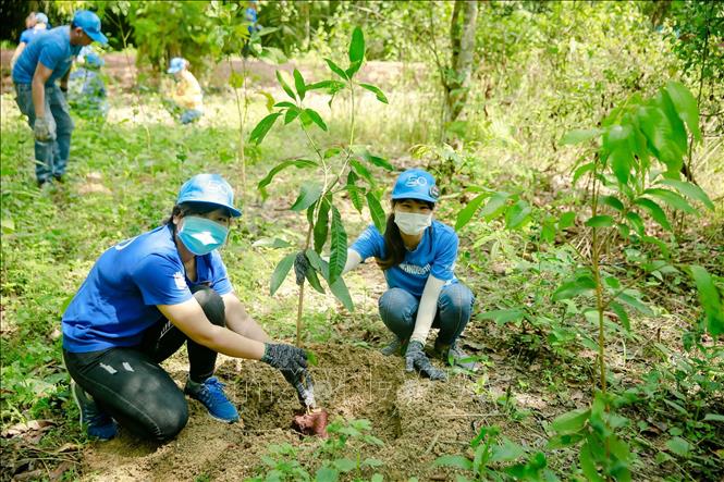 Hỗ trợ người dân tham gia trồng rừng nhằm tăng trữ lượng và chất lượng   Môi trường  Vietnam VietnamPlus